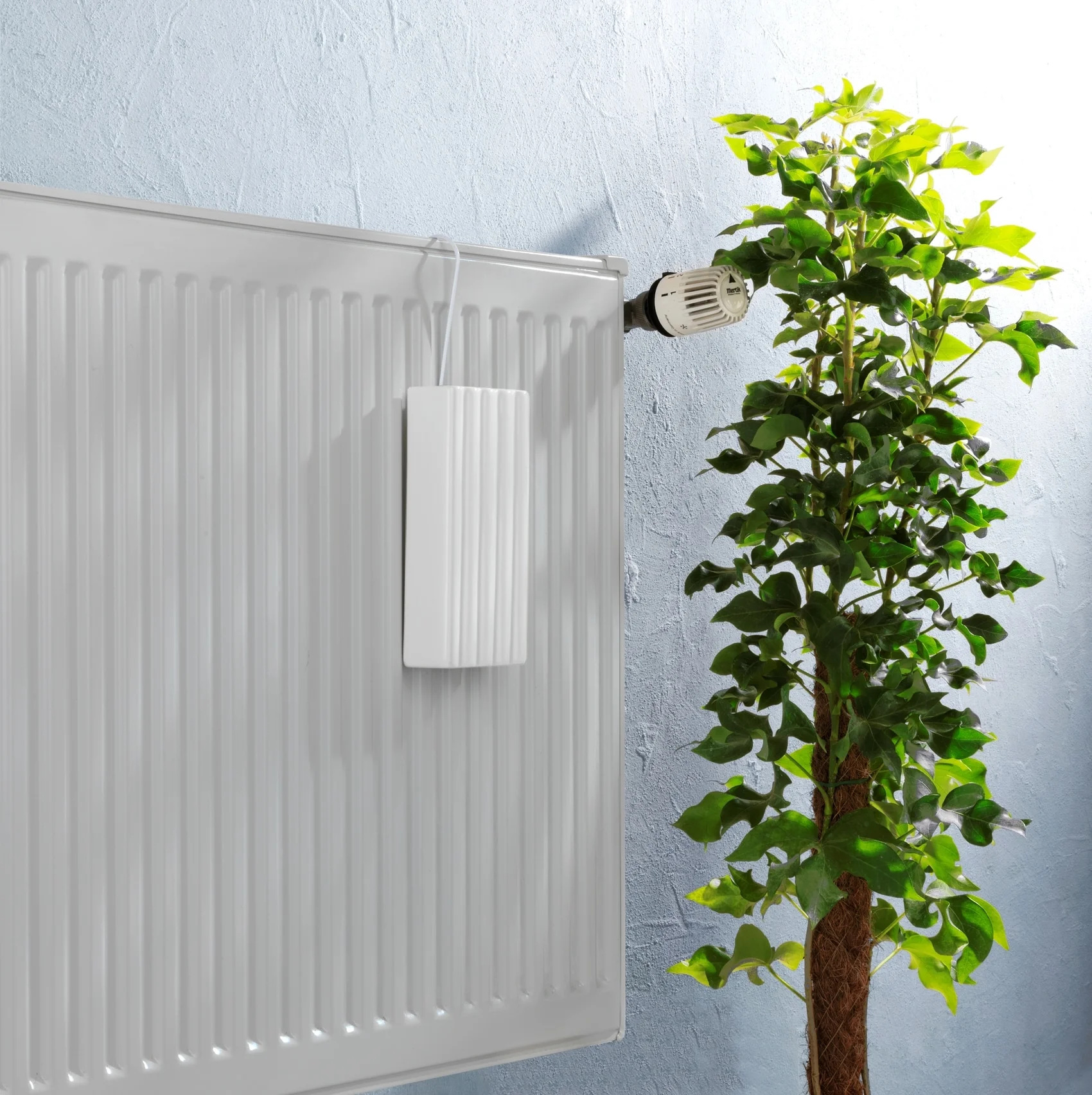 Wenko Linien 5 Wenko Linien - Image 5